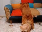 コーギーの『ある場所』が気に入った猫　動画に「シュール」「いい遊びを見つけましたね！」