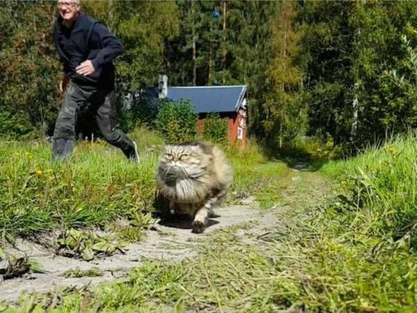 「速すぎる」「金メダル級」　森の中を猛スピードで駆け抜けているのは…？