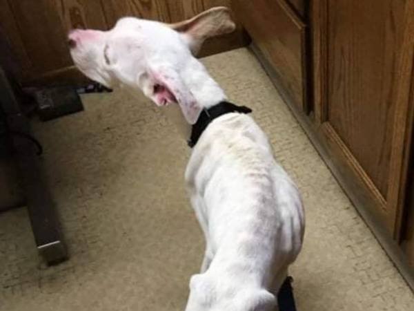 真冬に捨てられ、瀕死の状態だった犬　１年後の姿に「違う犬みたい」