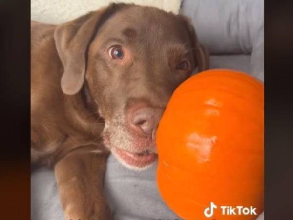 犬のお気に入りのカボチャを『ぬいぐるみ』とすり替えると？　「嬉しくて泣いた」