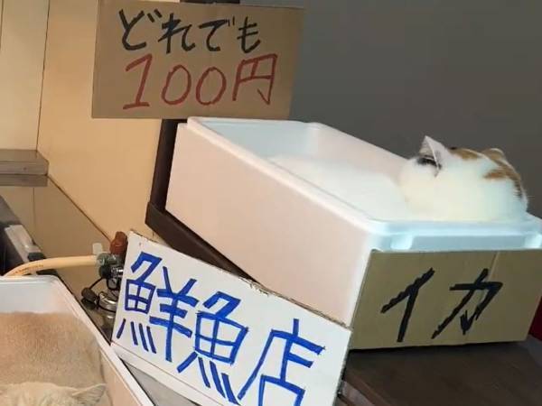 販売中のイカと…アザラシ？　様子がおかしい『鮮魚店』に「大特価じゃん」