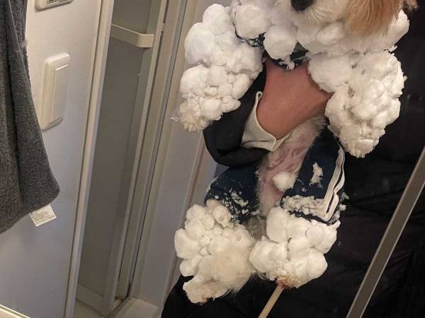 散歩から帰ってきた飼い主「待って…」　撮影した写真がこちら！