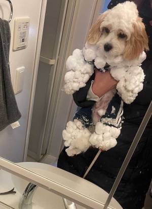 散歩から帰ってきた飼い主「待って…」　撮影した写真がこちら！