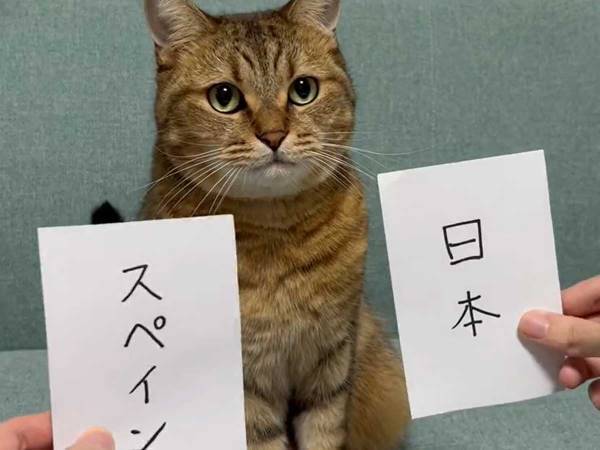 「勝つのはどっち？」　愛猫の『予想』が的中していた…！？
