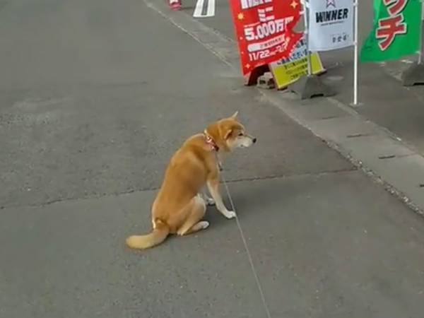 「買えということなのか！？一発あるのか！？」　柴犬が『座り込んだ場所』が絶妙