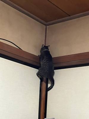 「季節外れのセミかしら…？」　柱にいた生き物に「二度見してしまった！」