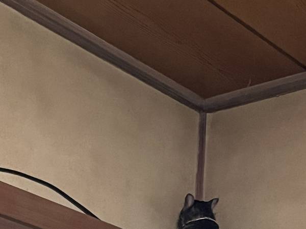 「季節外れのセミかしら…？」　柱にいた生き物に「二度見してしまった！」