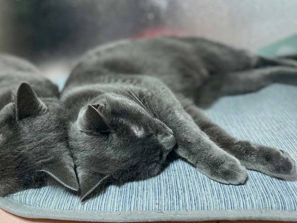 眠る猫を写した１枚に、驚きの声　「鏡があるのかと思った」