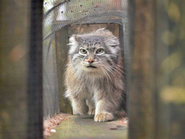 「叶わぬ夢だったか…」　マヌルネコにまつわる『衝撃事実』に落胆の声　理由がこちら