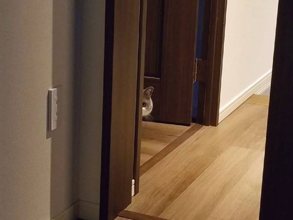 帰宅後、猫の姿に「ごめんて…」　飼い主が肝を冷やした、その姿