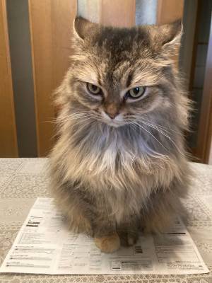 怒ってます、かなり怒ってます…な猫　飼い主に無視され、この表情