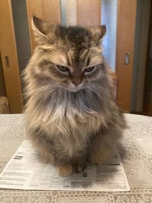 怒ってます、かなり怒ってます…な猫　飼い主に無視され、この表情