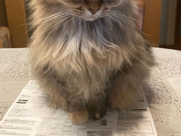 怒ってます、かなり怒ってます…な猫　飼い主に無視され、この表情