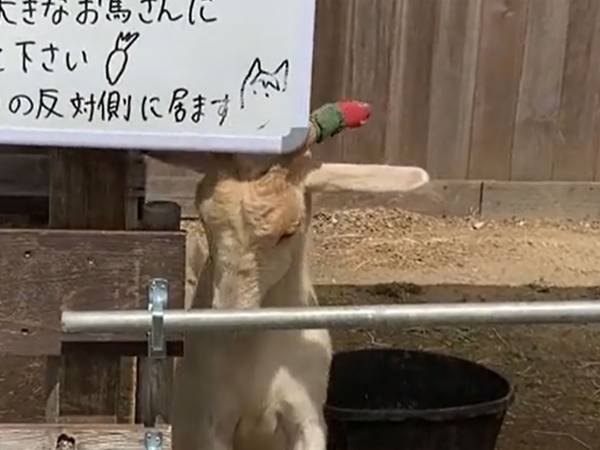 恨めしそうに、看板に頭突きをするヤギ　『書いてあること』に「納得できないね」