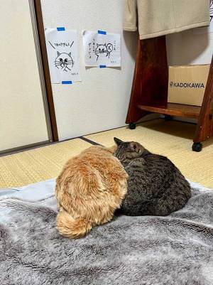 仲のいい２匹の猫…じゃない！？　二度見してしまう『あるもの』とは？