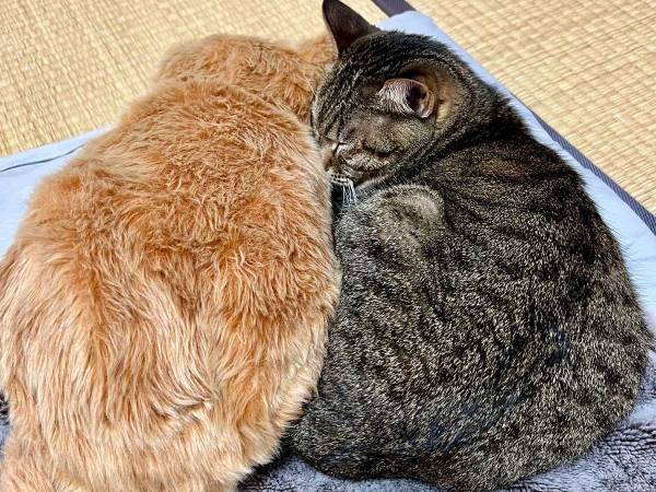 仲のいい２匹の猫…じゃない！？　二度見してしまう『あるもの』とは？