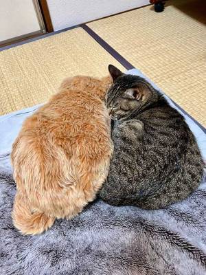 仲のいい２匹の猫…じゃない！？　二度見してしまう『あるもの』とは？