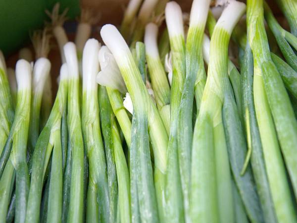 鶏肉とネギのトロトロ煮　あじつけはめんつゆと水なのに、とってもおいしい！
