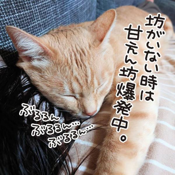 猫は飼い主を覚えているのか？　約１か月ぶりに再会すると…