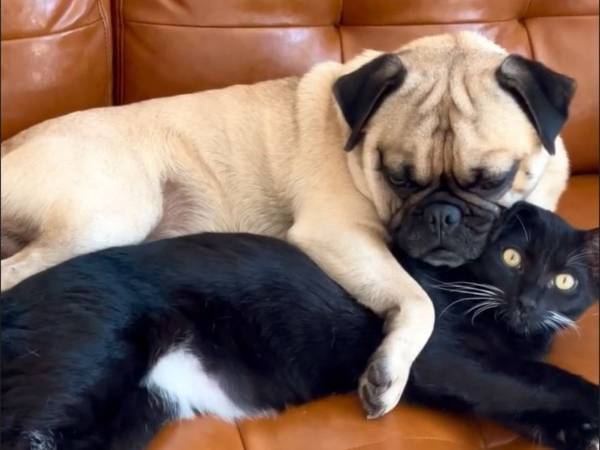 新しい家に馴染めない子猫　そこに優しい『お兄さん』がやってきて…？