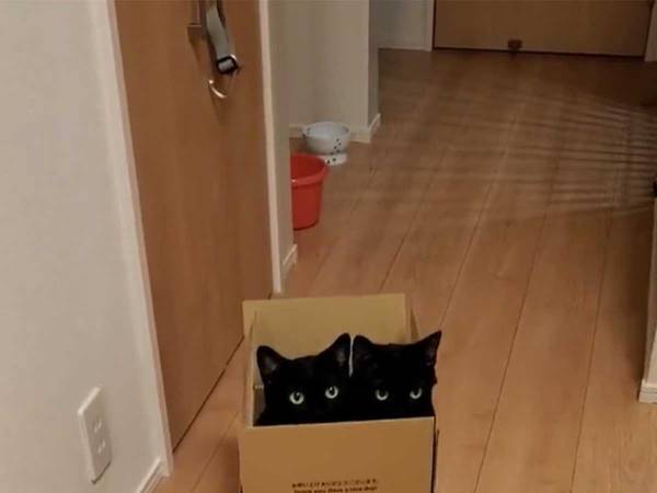 「誰か入るかな～」と箱を置いた飼い主　振り向いて悶絶した『理由』とは？