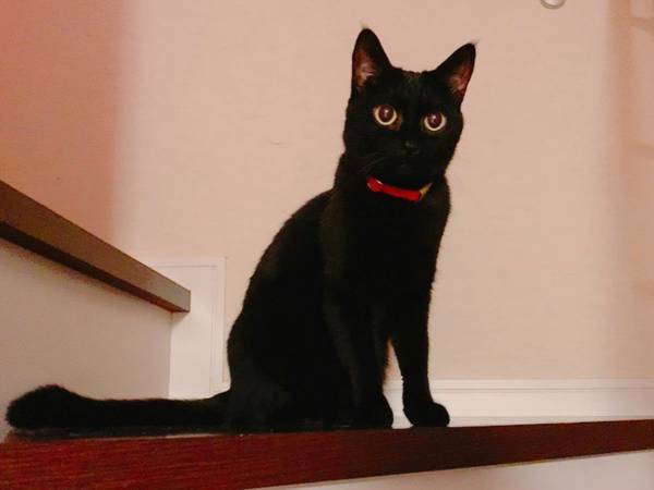 異常なほど『いい子』だった猫　その理由に飼い主「ちょっと悲しくなった」