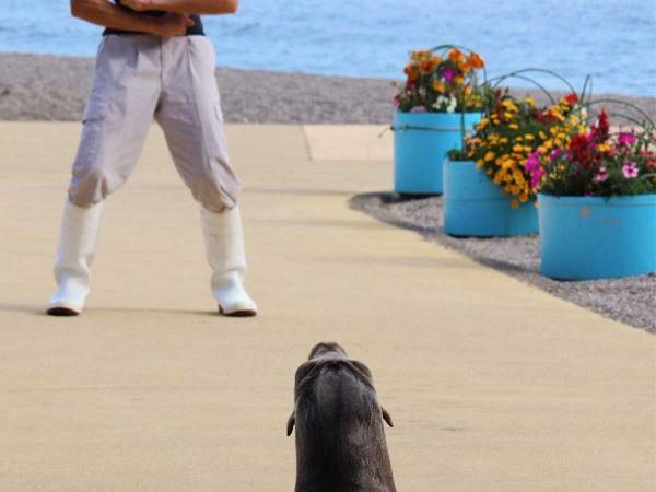 「理由もなく筋肉を見せられるアシカ」　水族館が公開した１枚に「今日一番笑った」