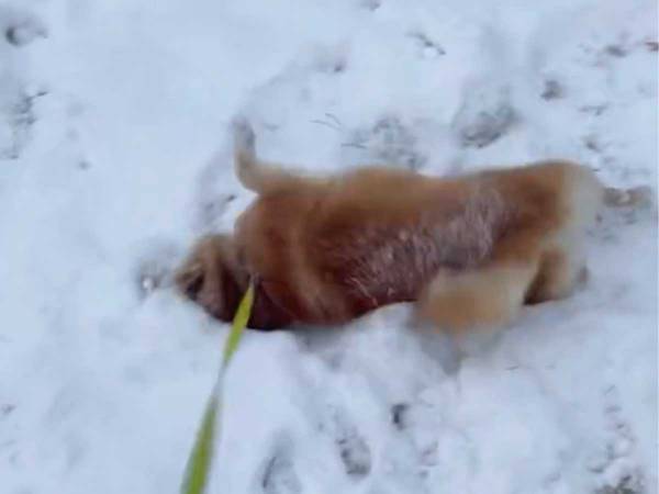 「冬が来たことを実感させてくれる」　飼い主がそうつぶやいた、柴犬の姿をご覧ください