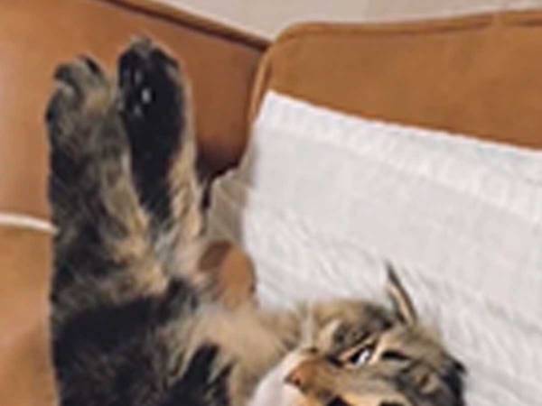 「クセが強い」「これは笑う」　眠気が圧勝した猫、表情がとんでもないことに…！