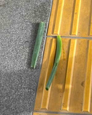 「電車で笑いそうになった…危ない」　2歳の息子が「飼いたい！」といい始めたのは…？