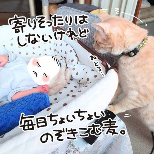 赤ちゃんと初対面した猫　斜め上の行動に、吹き出す　「ただただ愛おしい」