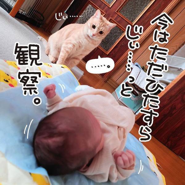 赤ちゃんと初対面した猫　斜め上の行動に、吹き出す　「ただただ愛おしい」