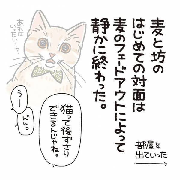 赤ちゃんと初対面した猫　斜め上の行動に、吹き出す　「ただただ愛おしい」