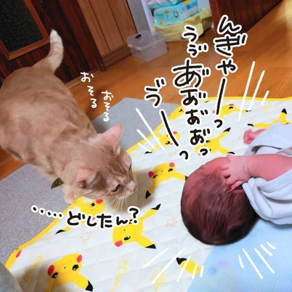 赤ちゃんと初対面した猫　斜め上の行動に、吹き出す　「ただただ愛おしい」