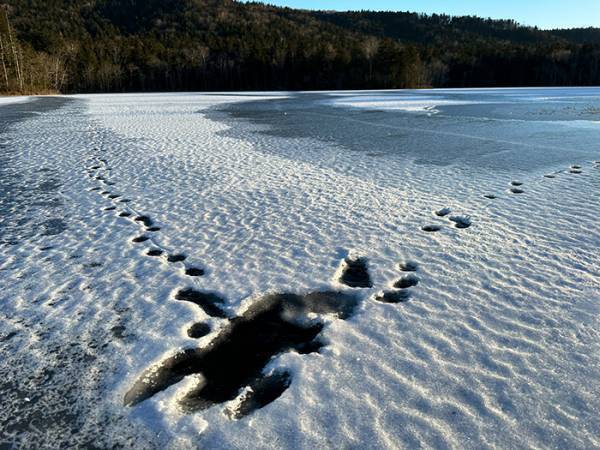 北海道で目撃された『動物がやらかした跡』　光景に「事故現場感に笑った」「なんと見事な」