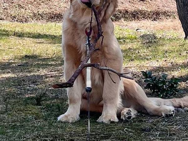 ゴールデンレトリバーが咥えてきたものに驚愕！　「すごっ！」「どんな状況！？」