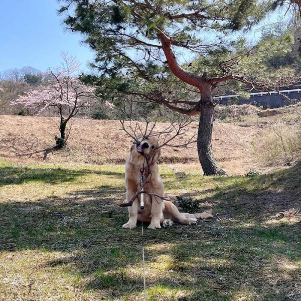 ゴールデンレトリバーが咥えてきたものに驚愕！　「すごっ！」「どんな状況！？」
