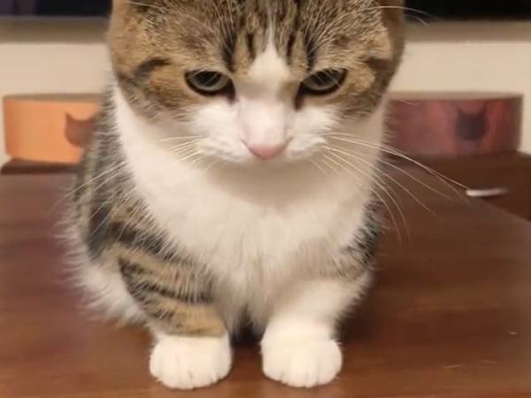 飼い主の目の前に来た猫が？　「可愛い圧を感じる」「目が真剣」