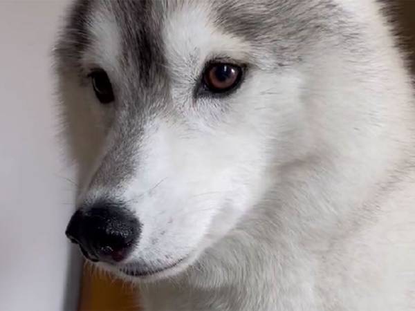 強い意志を感じる！？　飼い主が眠る布団に向かってシベリアンハスキーが…