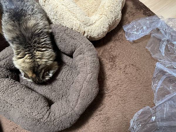 愛猫たちが暖かく過ごせるよう、猫用ベッドを購入した結果？　「そっちかーい！」