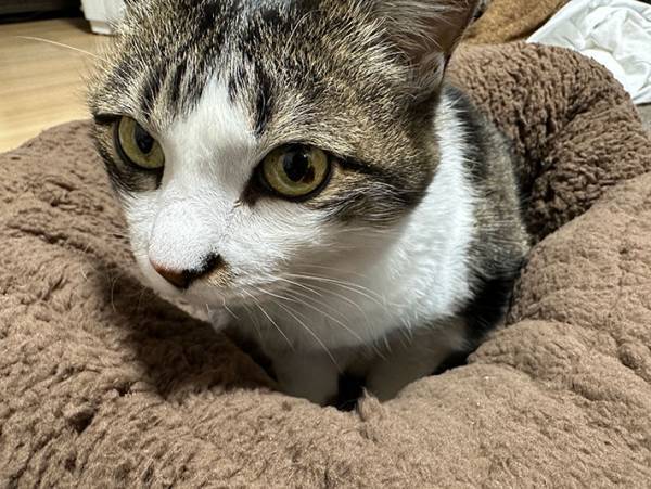 愛猫たちが暖かく過ごせるよう、猫用ベッドを購入した結果？　「そっちかーい！」