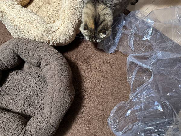 愛猫たちが暖かく過ごせるよう、猫用ベッドを購入した結果？　「そっちかーい！」