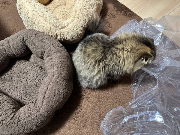 愛猫たちが暖かく過ごせるよう、猫用ベッドを購入した結果？　「そっちかーい！」