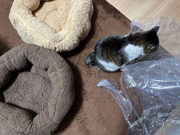 愛猫たちが暖かく過ごせるよう、猫用ベッドを購入した結果？　「そっちかーい！」