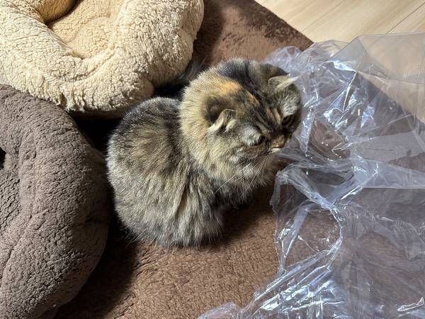 愛猫たちが暖かく過ごせるよう、猫用ベッドを購入した結果？　「そっちかーい！」