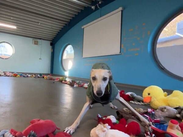 かわいすぎ 泣けてきた 保護施設の犬たちが クリスマスプレゼントを選ぶ姿に反響 22年12月27日 ウーマンエキサイト 1 2