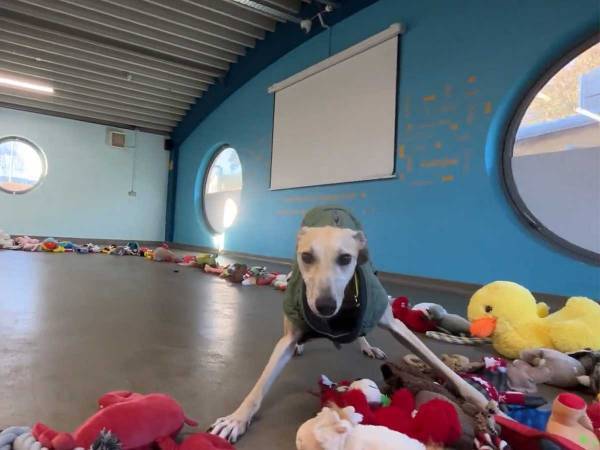 「かわいすぎ」「泣けてきた」　保護施設の犬たちが、クリスマスプレゼントを選ぶ姿に反響！