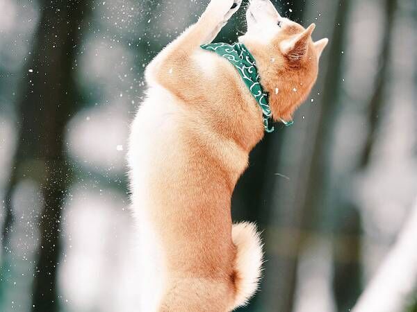 雪が降り積もる中、柴犬が見せた姿に癒される　「美しい」「奇跡の１枚」