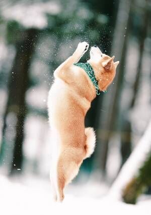 雪が降り積もる中、柴犬が見せた姿に癒される　「美しい」「奇跡の１枚」