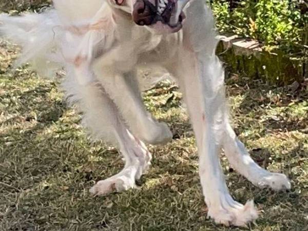 「ゾンビも裸足で逃げ出すレベル」　飼い主も認めた、犬らしからぬ犬